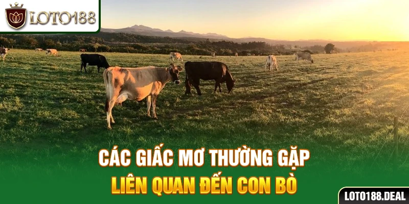 Các giấc mơ thường gặp liên quan đến con bò