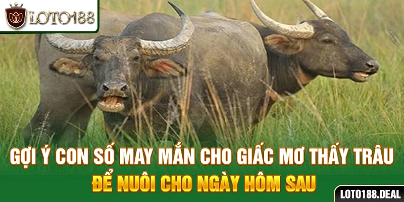Gợi ý con số may mắn cho giấc mơ thấy trâu để nuôi cho ngày hôm sau
