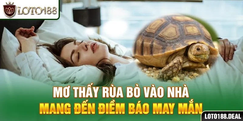 Mơ thấy rùa bò vào nhà mang đến điềm báo may mắn