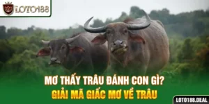 mơ thấy trâu