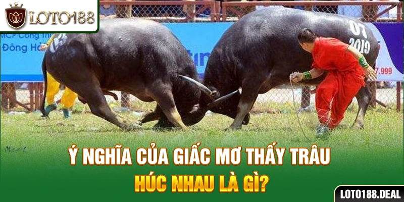 Ý nghĩa của giấc mơ thấy trâu húc nhau là gì?