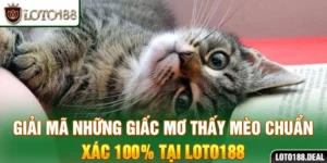 mơ thấy mèo