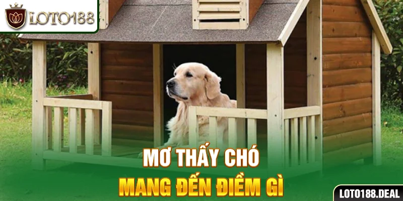 Mơ thấy chó: Giải mã giấc mơ và ý nghĩa hay nhất 2025 Mơ thấy chó mang đến điềm gì